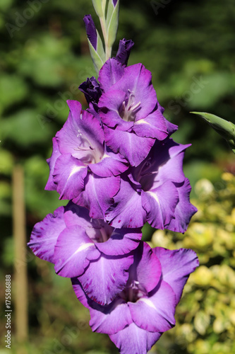 Fototapeta Naklejka Na Ścianę i Meble -  Head of  gladiolus flower in summer garden