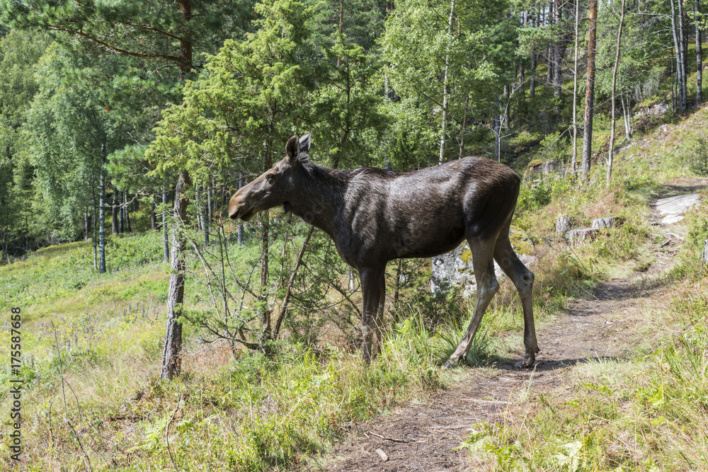 moose or antler in norway