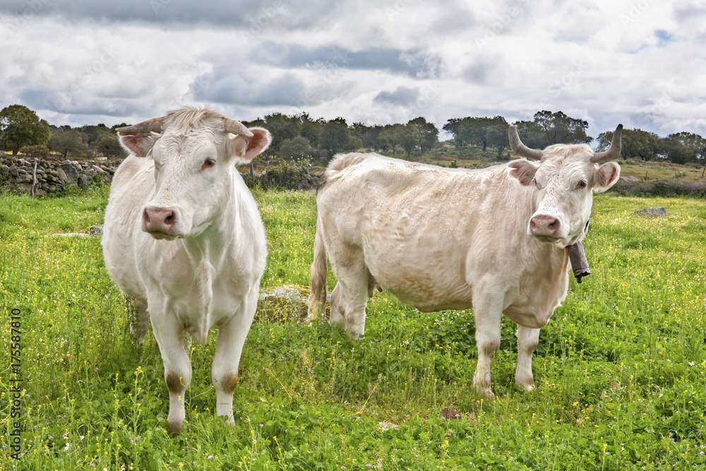 Two charolais caws grazing at Salor countryside, Caceres, Spain