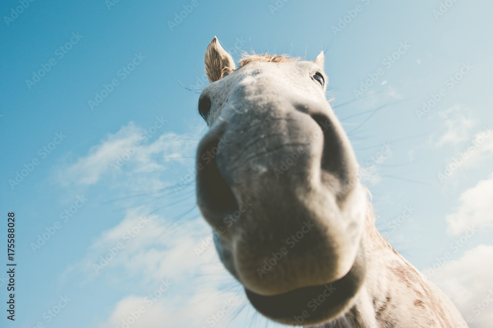 White horse portrait selfie funny pets close up nose wild nature animal thematic