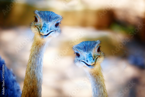 Bird ostrich and Blur background. Struthio camelus. Smiling bird. photo