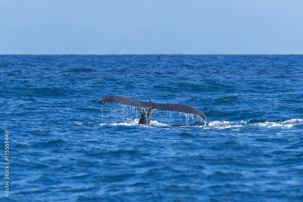 Fototapeta premium Humpback whale swimming in the Pacific Ocean, tail of the whale diving 