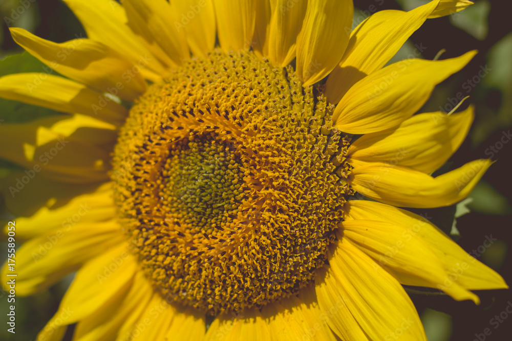 Beautiful sunflower flower Beautiful sunflower flower