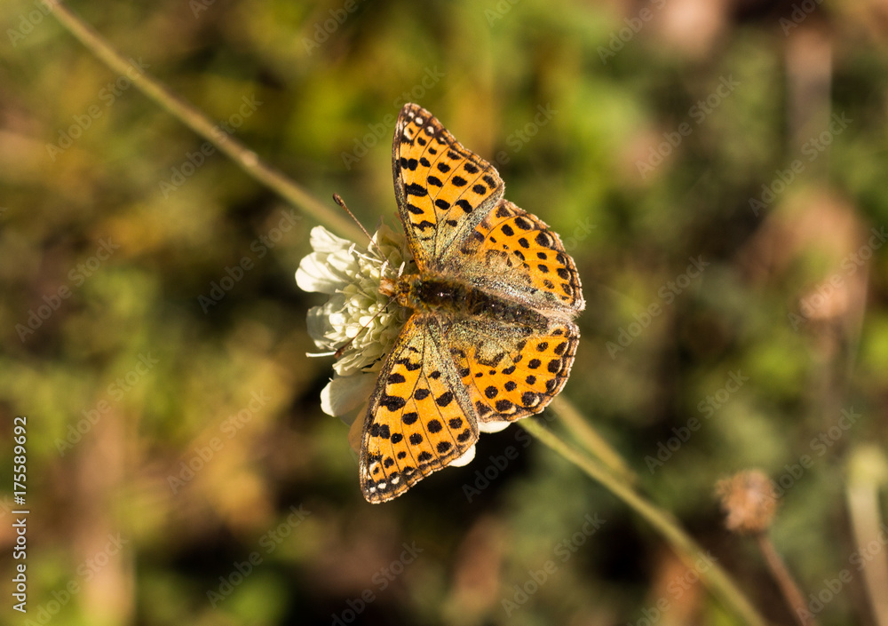 Fototapeta premium Butterfly