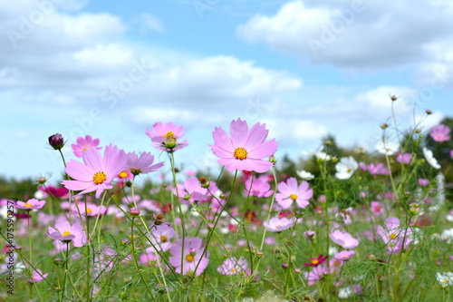 コスモスの丘、日本、千葉県