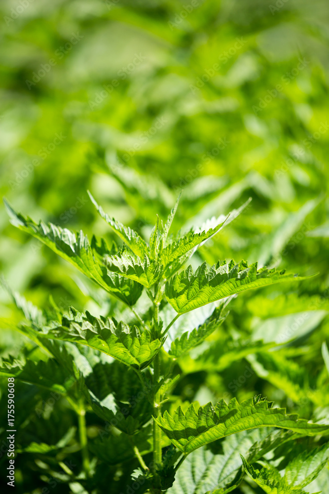 green leaves of nettle in the garden