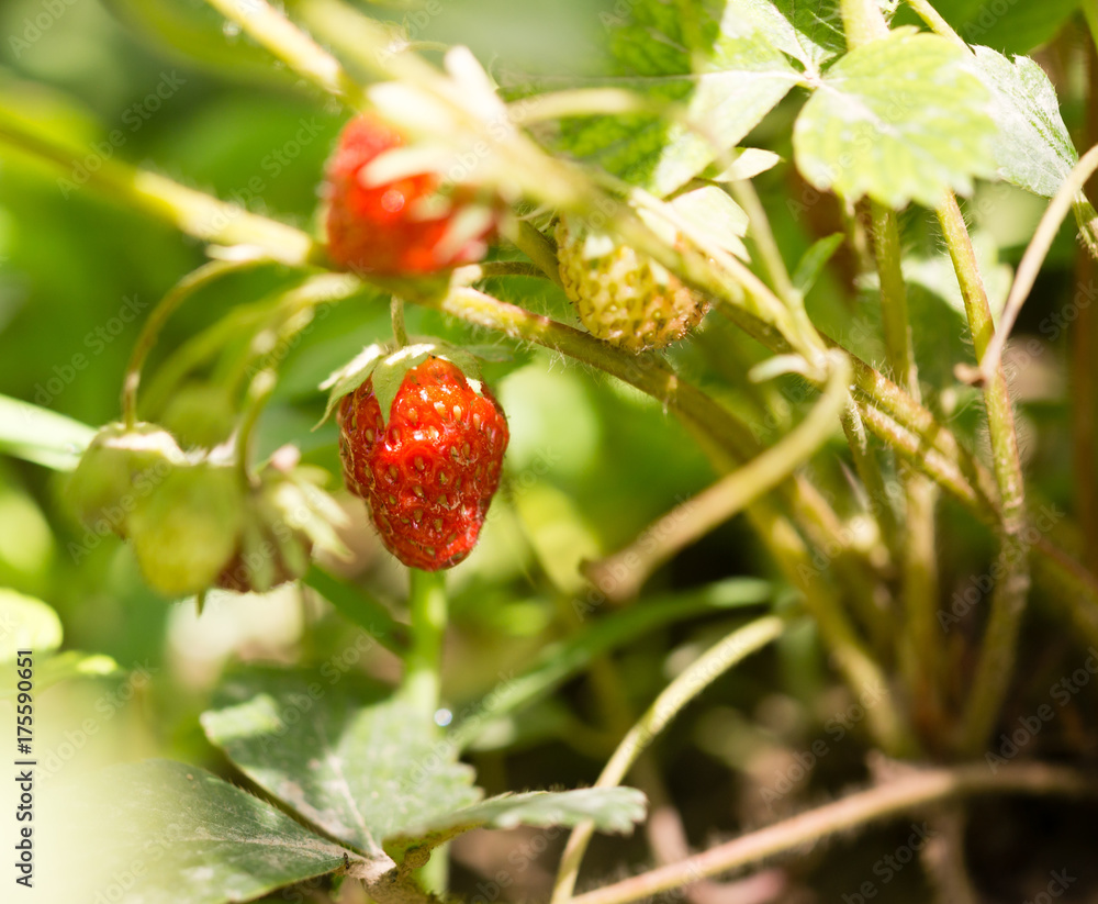 Red ripe strawberries in the garden Red ripe strawberries in the garden