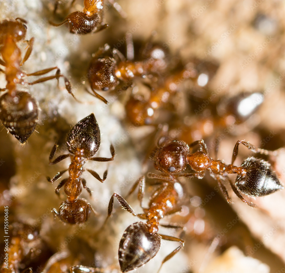 small ants in nature. macro small ants in nature. macro