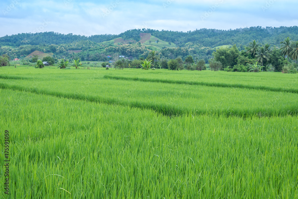 Green Terraced Rice Field in Mae La Noi in Maehongson, northern of Thailand