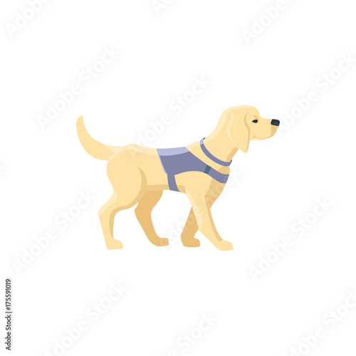 Guide dog, specially trained seeing eye for a blind person, flat cartoon vector illustration isolated on white background. Flat cartoon Labrador guide dog for blind people