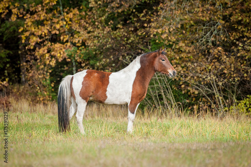 Beautiful paint horse on the pasture in autumn