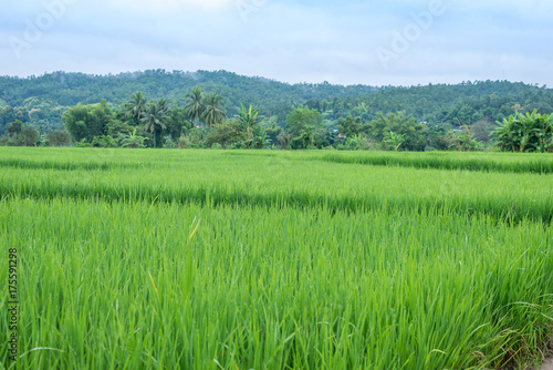 Green Terraced Rice Field in Mae La Noi in Maehongson, northern of Thailand