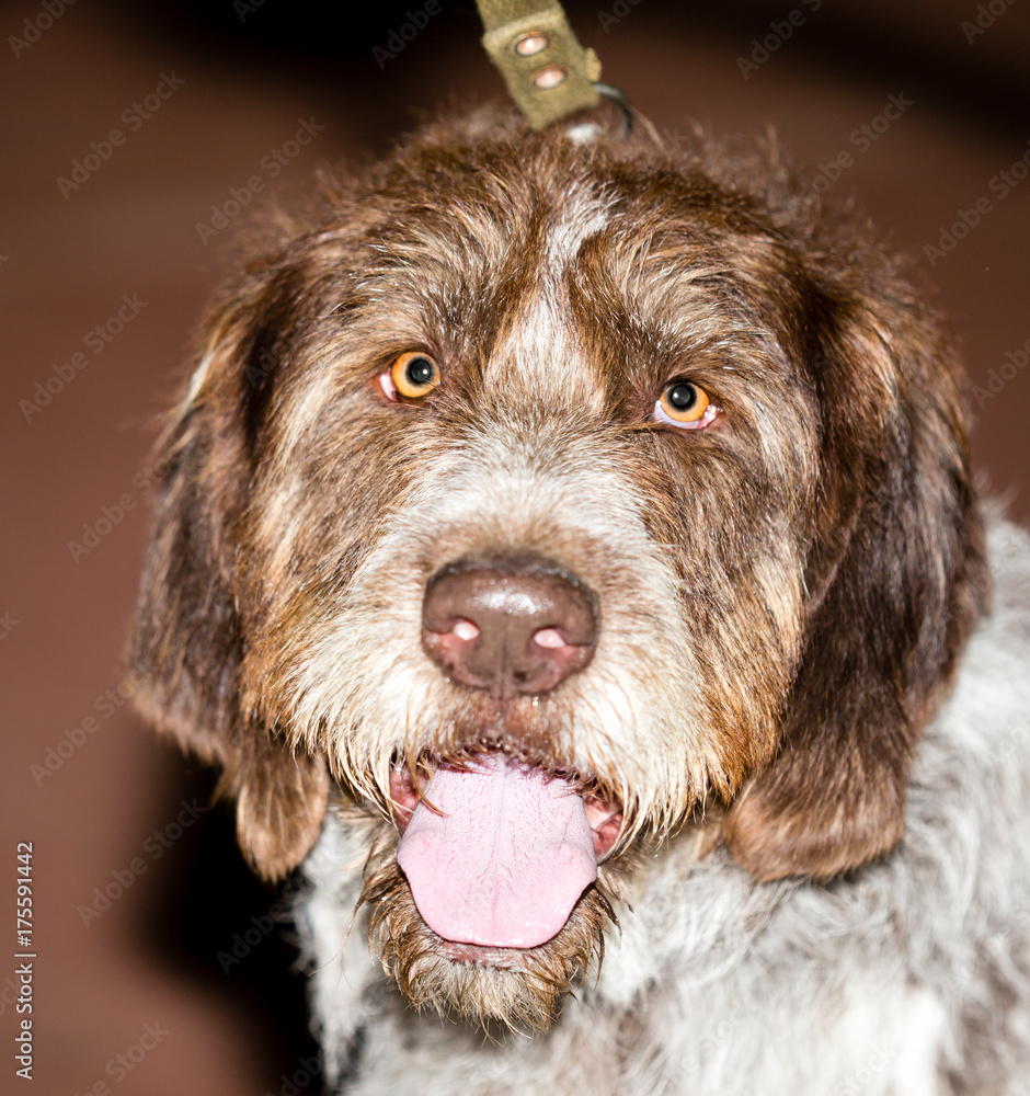 a portrait of a thoroughbred dog
