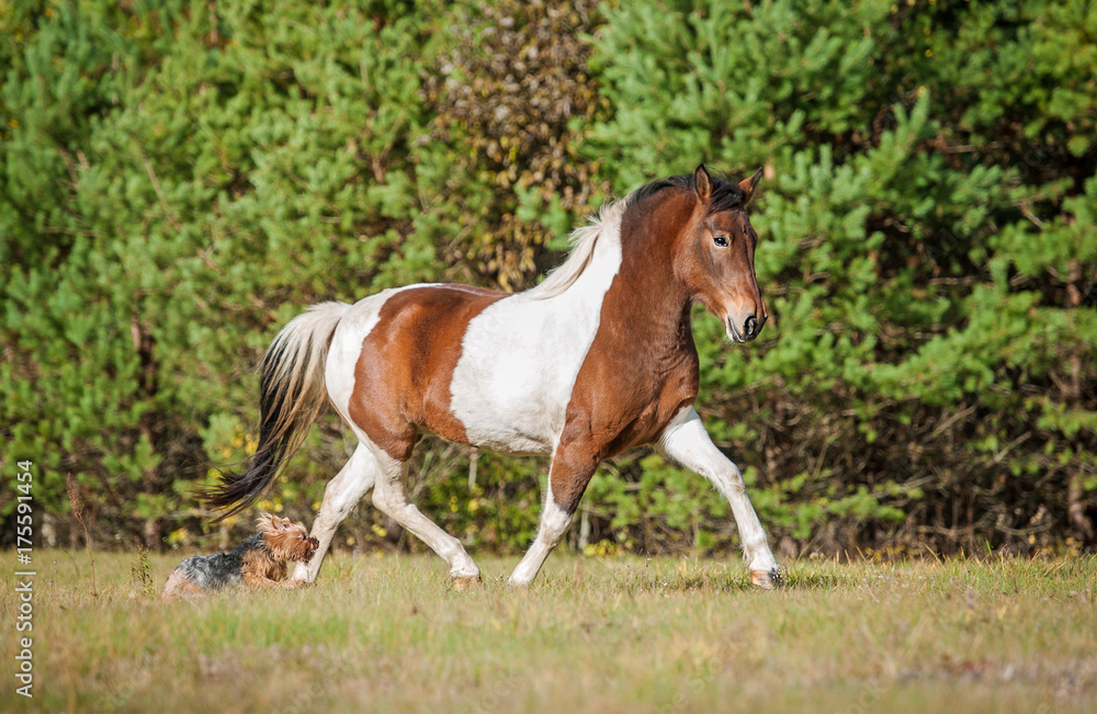 Little dog playing with a paint horse on the pasture Little dog playing with a paint horse on the pasture