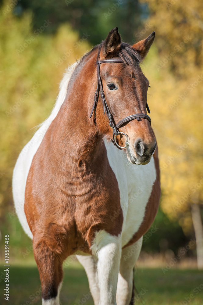 Fototapeta premium Portrait of beautiful paint horse