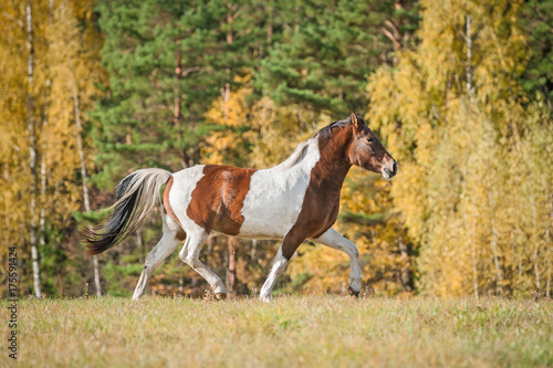 Beautiful paint horse running on the pasture in autumn