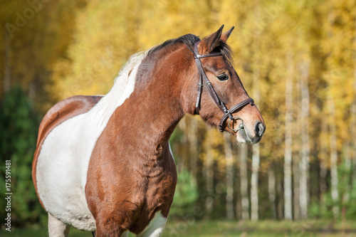 Fototapeta Naklejka Na Ścianę i Meble -  Portrait of beautiful paint horse
