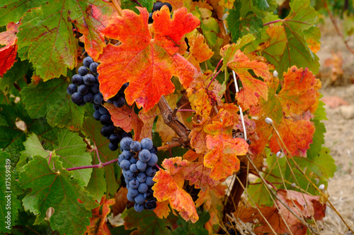 Obraz na płótnie Les vignes en automne. Le raisin noire mûre. w salonie