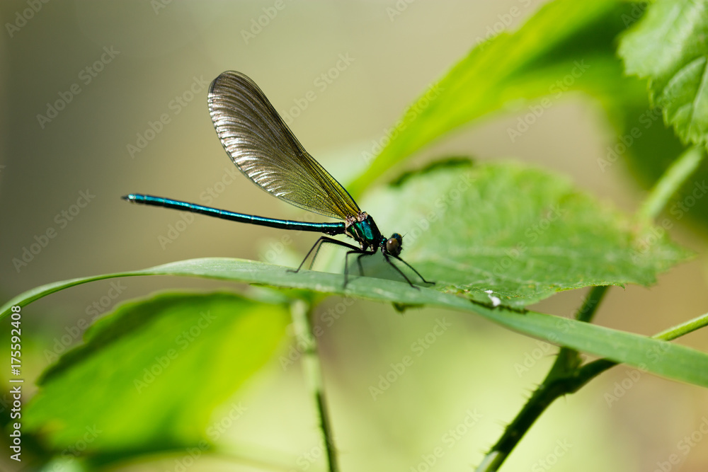 dragonfly in the park in nature dragonfly in the park in nature