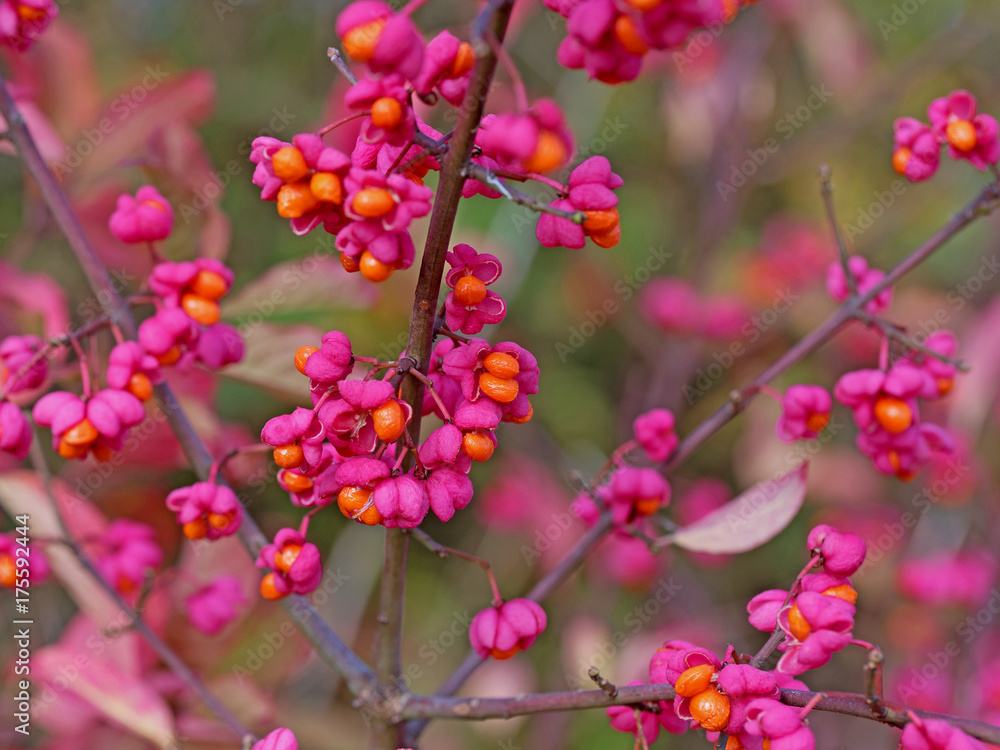 Pfaffenhütchen, Euonymus europaeus