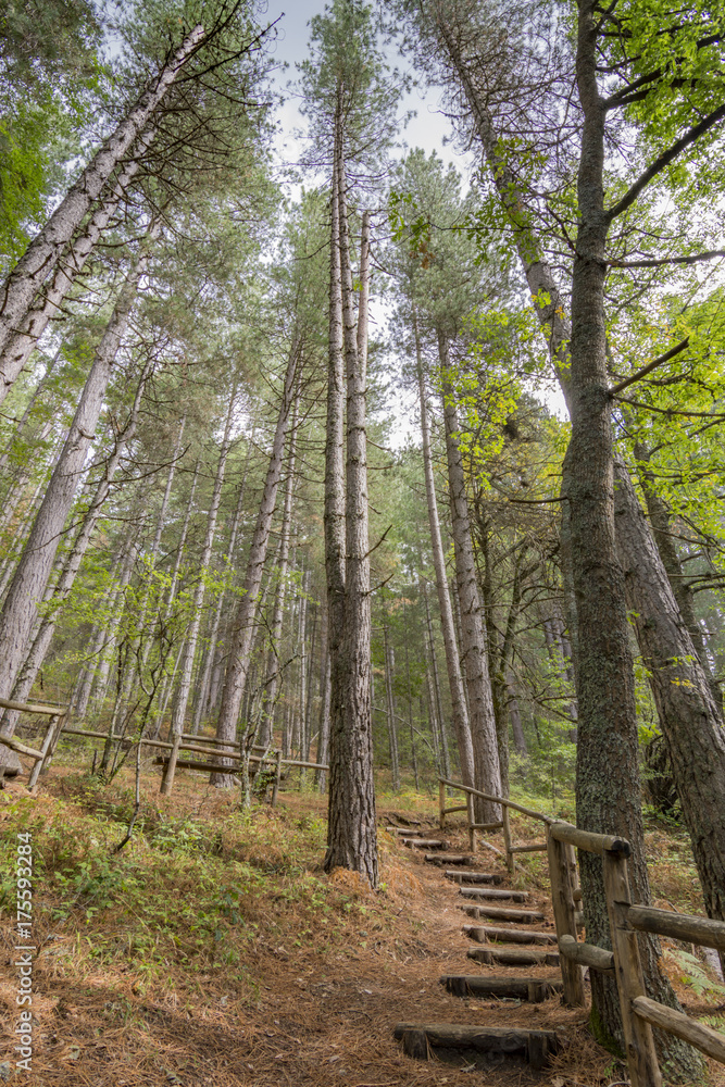 Obraz premium Bosco di Pini Larici nel Parco Nazionale della Sila, regione Calabria IT