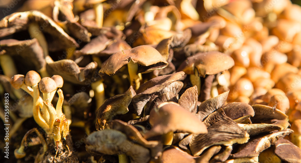 many inedible mushrooms in nature as background many inedible mushrooms in nature as background
