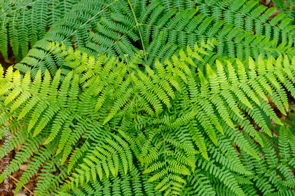Details of fern leaves frond, polypodiopsida branched branched
