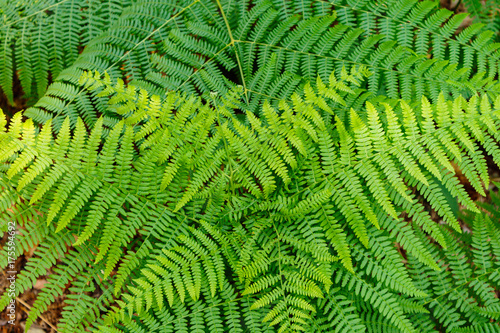 Fotografija Details of fern leaves frond, polypodiopsida branched branched