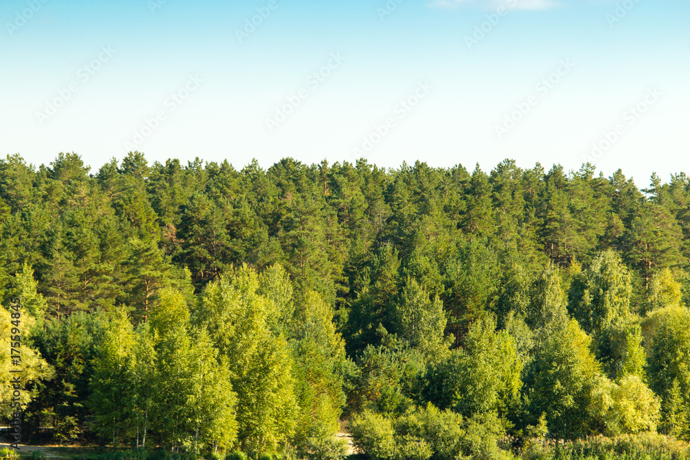 mixed green forest on nature in summer