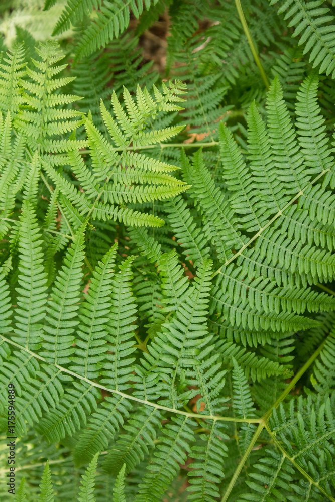 Details of fern leaves frond, polypodiopsida branched branched