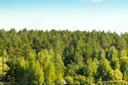 mixed green forest on nature in summer © schankz