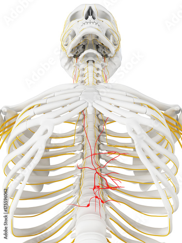 3d rendered medically accurate illustration of the vagus nerve
