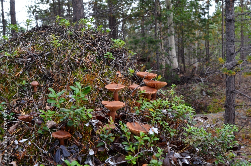Obraz premium An old anthill in the autumn northern forest, prepared for hibernation. The slopes were overgrown with cranberry, bearberry, moss, lichen and mushrooms rufous milkcap (lat. Lactarius rufus)