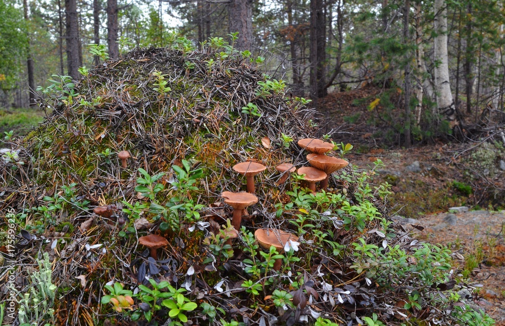 Old anthill, prepared for the winter, in autumn northern forest, overgrown with moss, lichen, shoots of cowberry, bearberry, mushrooms rufous milkcap (lat. Lactarius rufus), covered with fallen pine n Old anthill, prepared for the winter, in autumn northern forest, overgrown with moss, lichen, shoots of cowberry, bearberry, mushrooms rufous milkcap (lat. Lactarius rufus), covered with fallen pine n