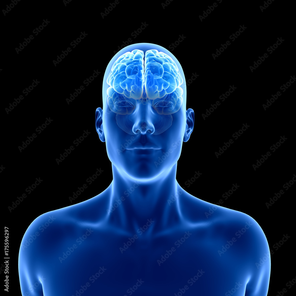 3d rendered medically accurate illustration of the human brain 3d rendered medically accurate illustration of the human brain