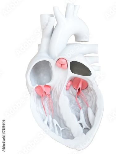 3d rendered medically accurate illustration of the heart valves