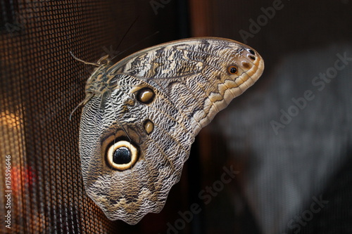 caligo memnon