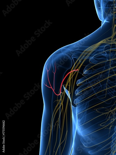 3d rendered medically accurate illustration of the Axillary Nerve photo