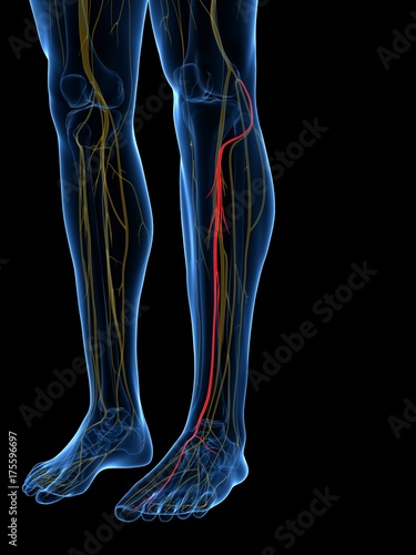 3d rendered medically accurate illustration of the Deep Peroneal Nerve