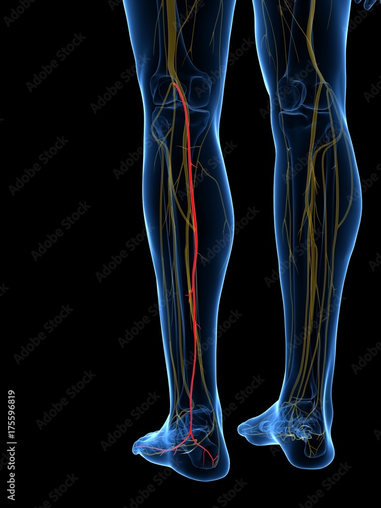 3d rendered medically accurate illustration of the Medial Sural Nerve 3d rendered medically accurate illustration of the Medial Sural Nerve