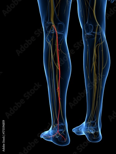 3d rendered medically accurate illustration of the Medial Sural Nerve