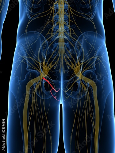 3d rendered medically accurate illustration of the Pudendal Nerve photo