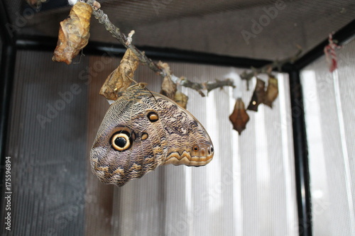 caligo memnon