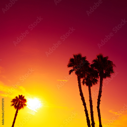 Palm trees silhouettes at vivid colorful summer sunset light