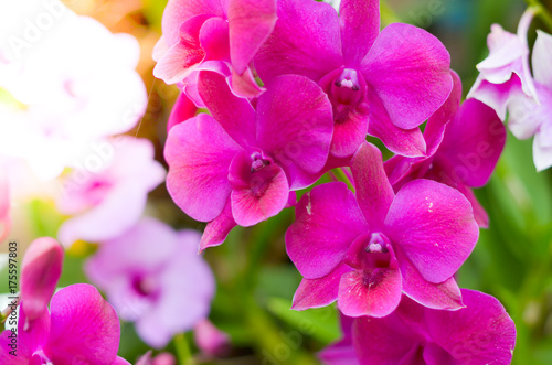 Colorful Orchid flower background  Elemnt of design select focus
