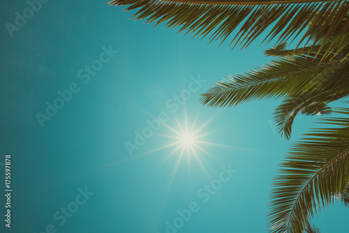 Vintage toned palm trees border composition with shining sky