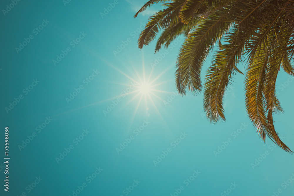 Palm tree crown at clear sunny summer day vintage color stylized with copy space