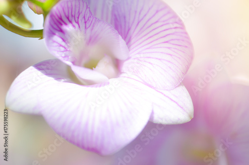 Fototapeta Naklejka Na Ścianę i Meble -  Colorful Orchid flower background, Elemnt of design,select focus