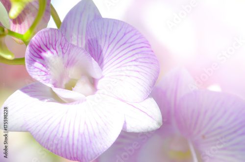 Colorful Orchid flower background, Elemnt of design,select focus