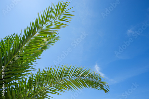 Fresh lush green leafs of palm tree over blue sky background boder composition with copy space